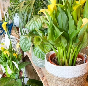 artiste fleury à Montigny-le-Bretonneux dans les Yvelines 78