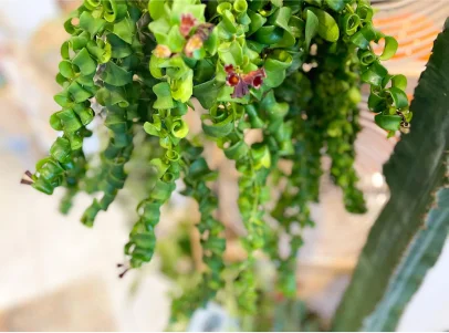 plantes d'intérieurs et extérieures à Montigny-le-Bretonneux dans les Yvelines 78